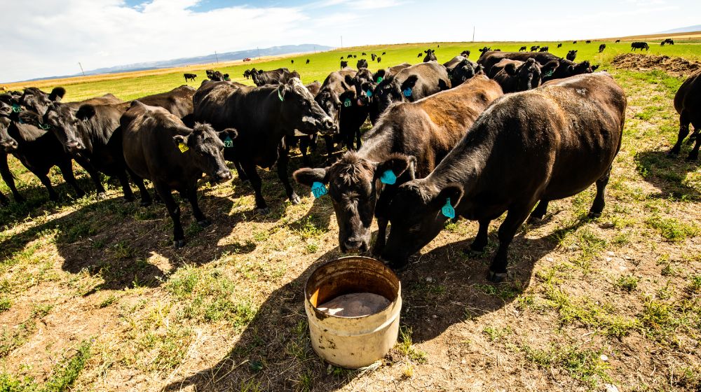 Cattle standing next to a mineral tub.
