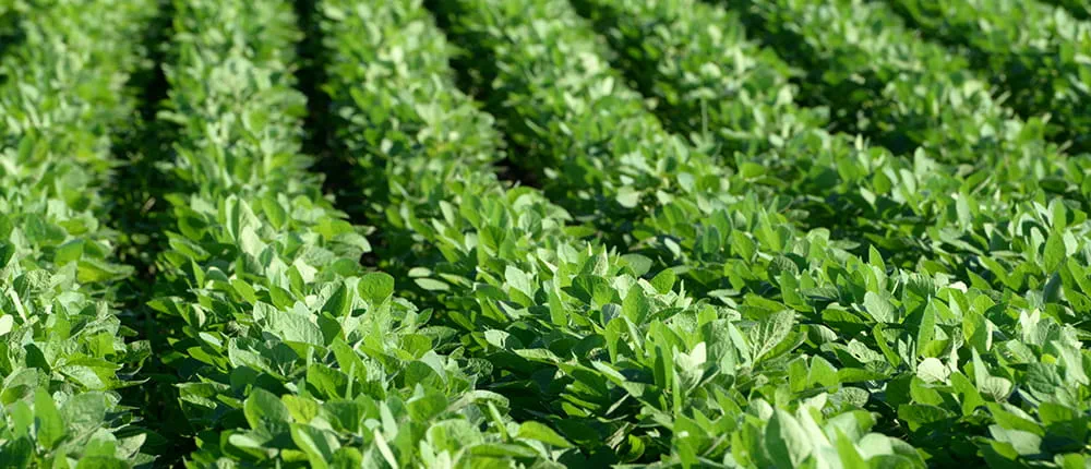 Soybeans growing in field