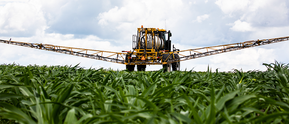 Spreader spraying a corn field