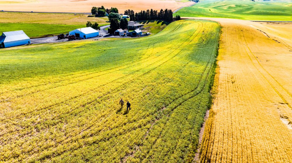 Aerial image of two people walking in a field with a farm in the background