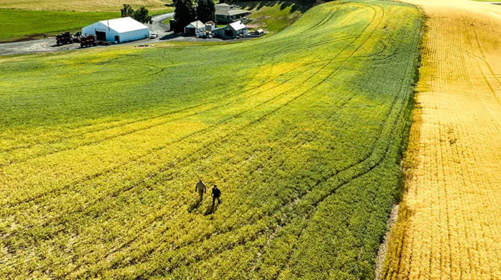 Two farmers walking in a field of developing grains and pulses