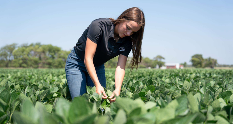An intern examines soybean plants in a field on a sunny day