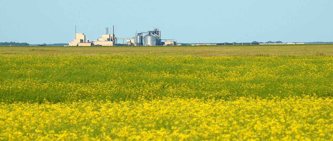 Canola field with a processing plant in the background.