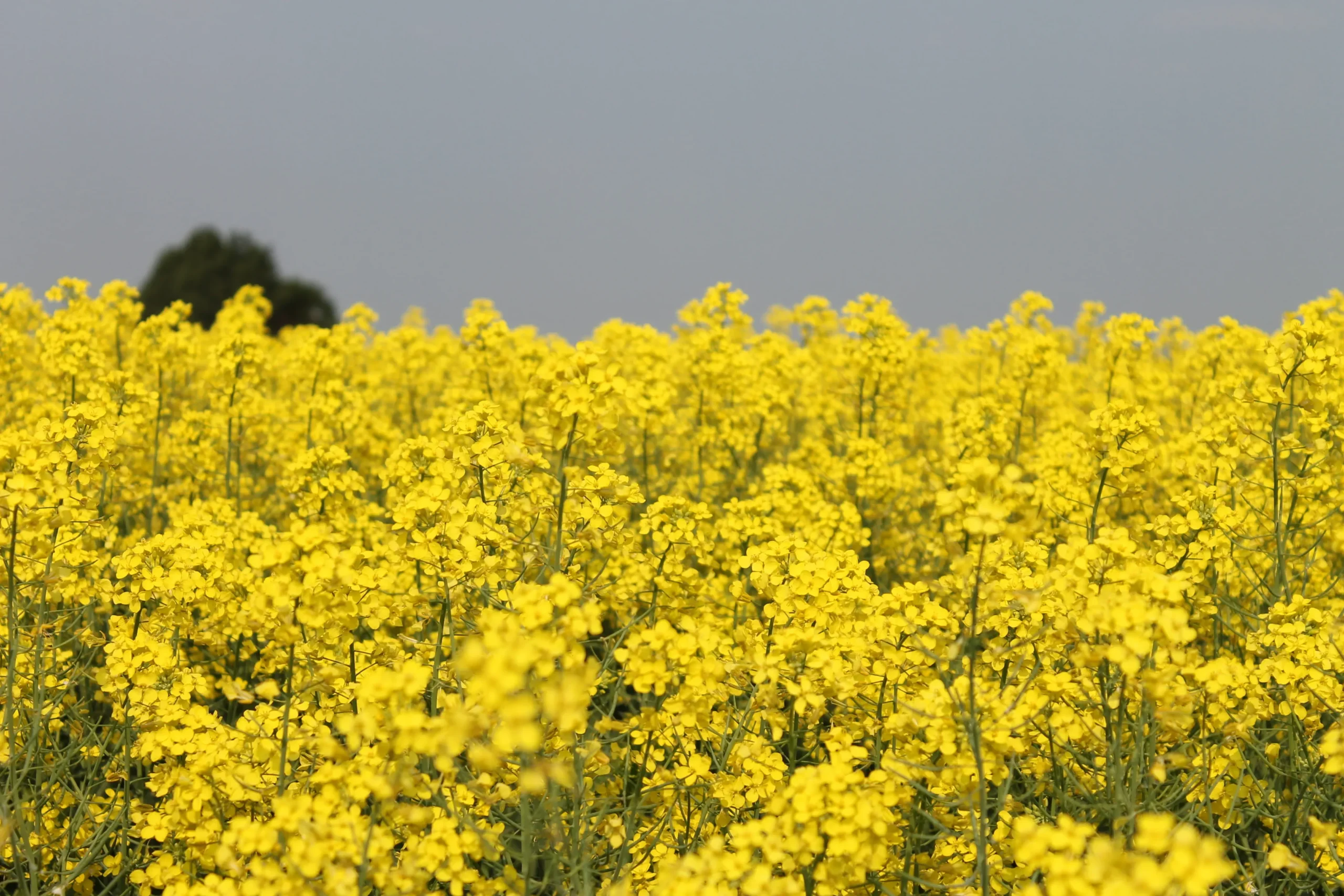 Canola field