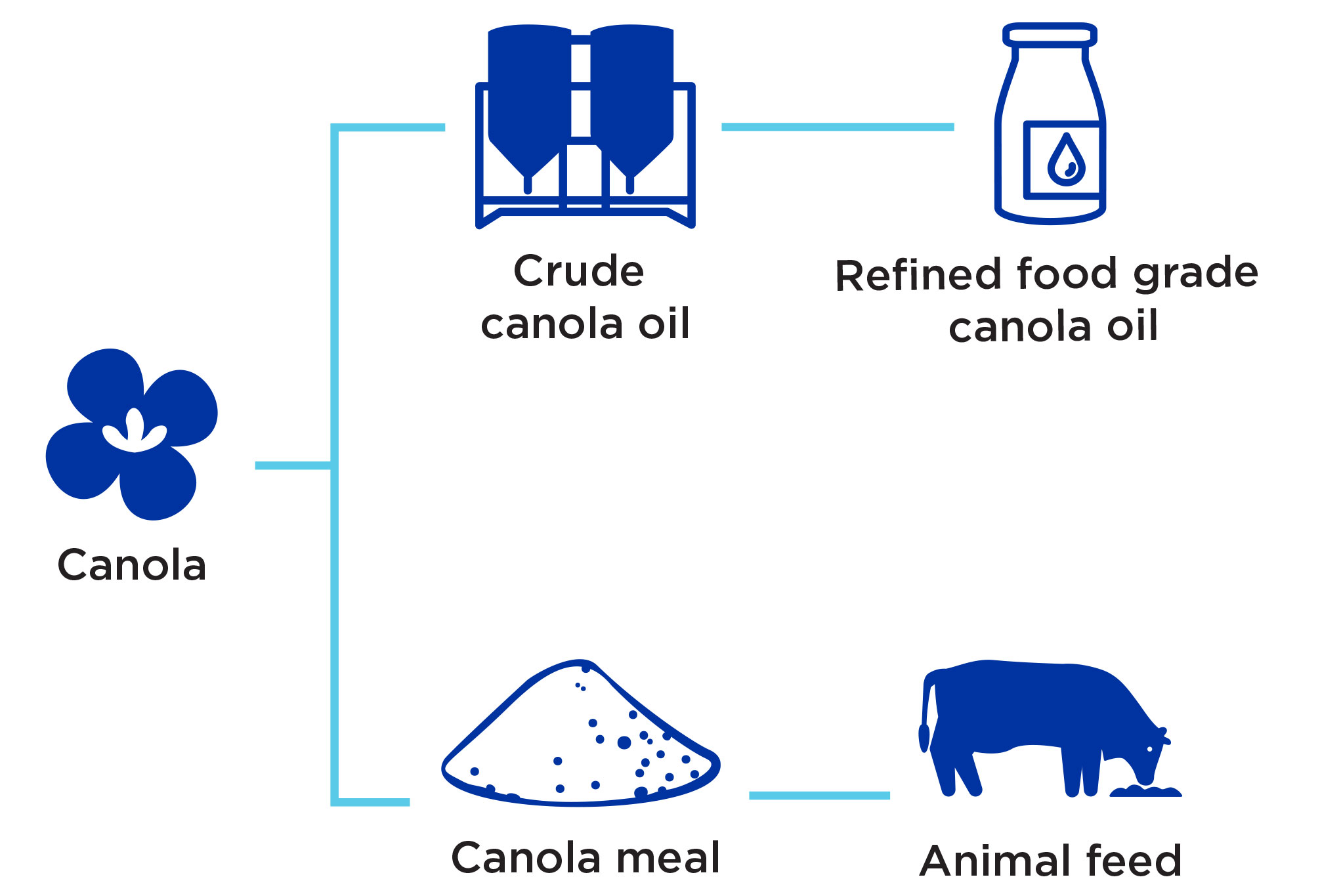 Graphic showing the value chain of canola.