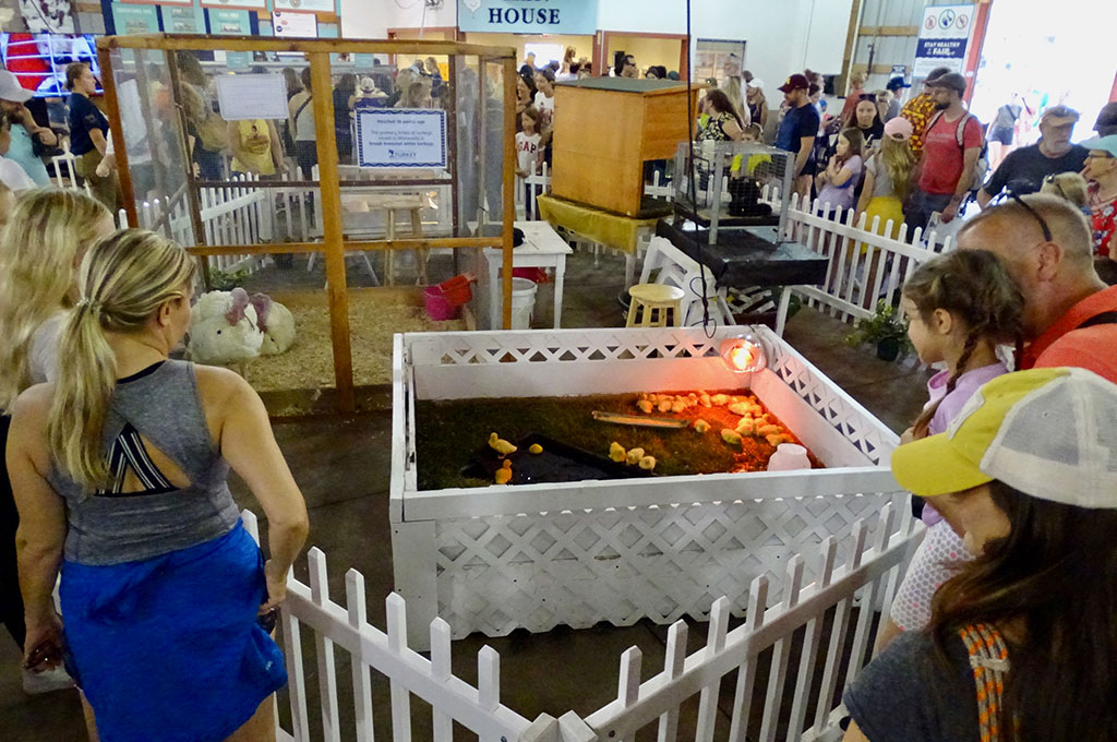 CHS Miracle of Birth Center chicks and roosters