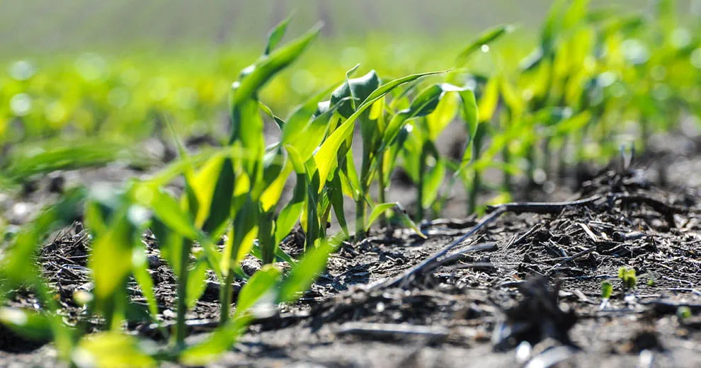 Corn seedlings