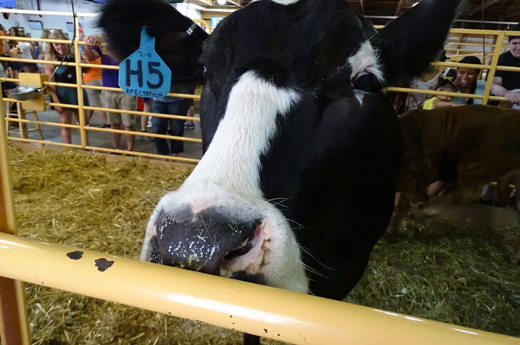 CHS Miracle of Birth Center cow