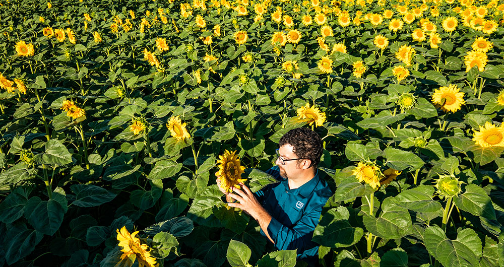 Man in a sunflower field