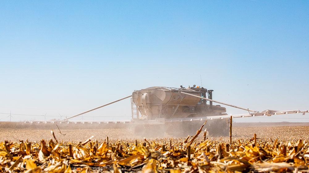 Dry fertilizer being applied to a corn field.