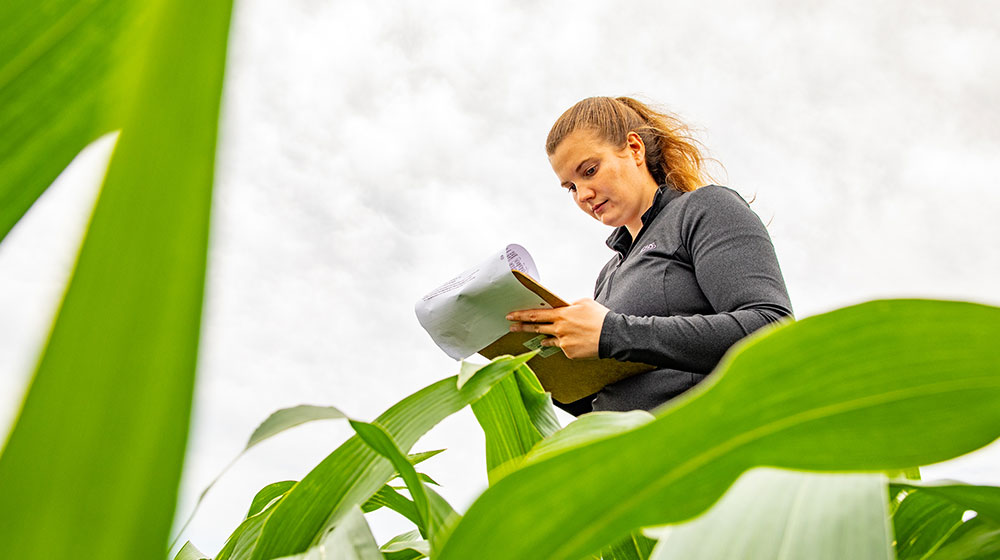 Women standing in a cornfield taking notes.