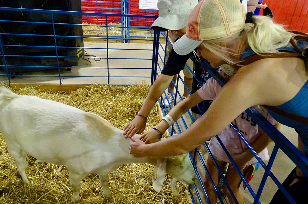 CHS Miracle of Birth Center goat
