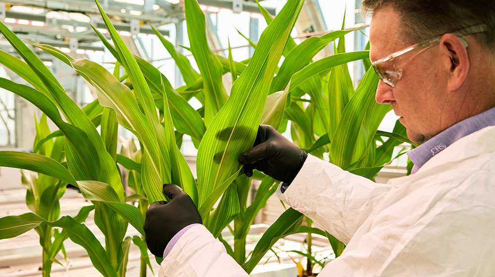 Man looking at a corn plant in a greenhouse.