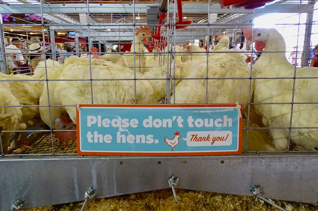 CHS Miracle of Birth Center hens