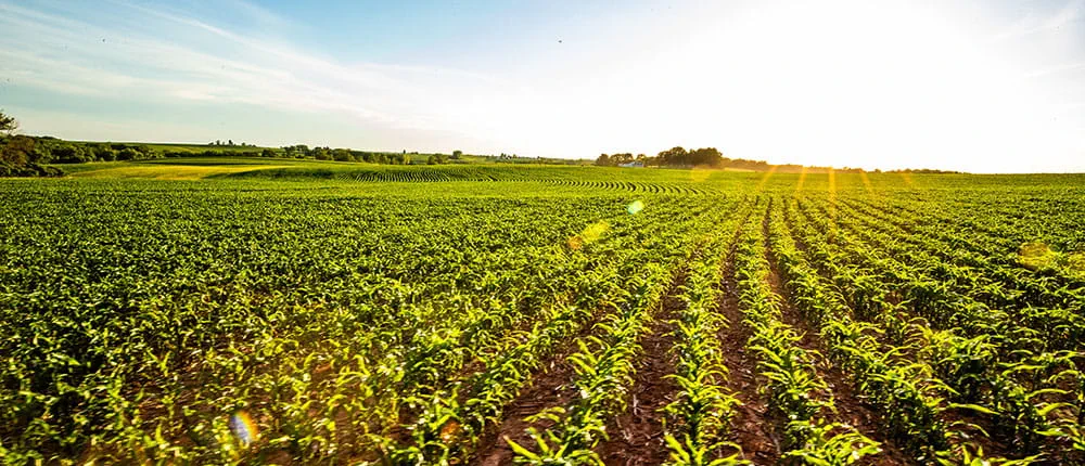 Corn field on sunny day