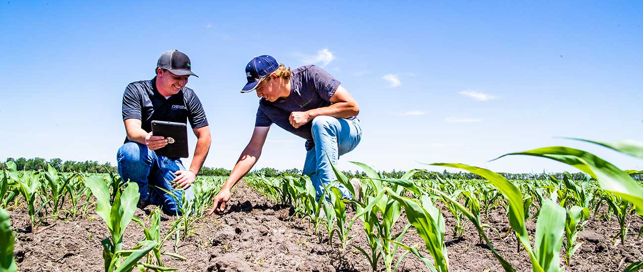 Two men in corn field