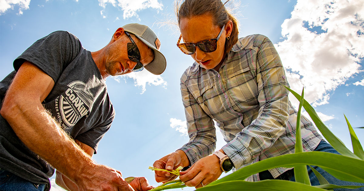 Colorado farmer champions milo for sustainability