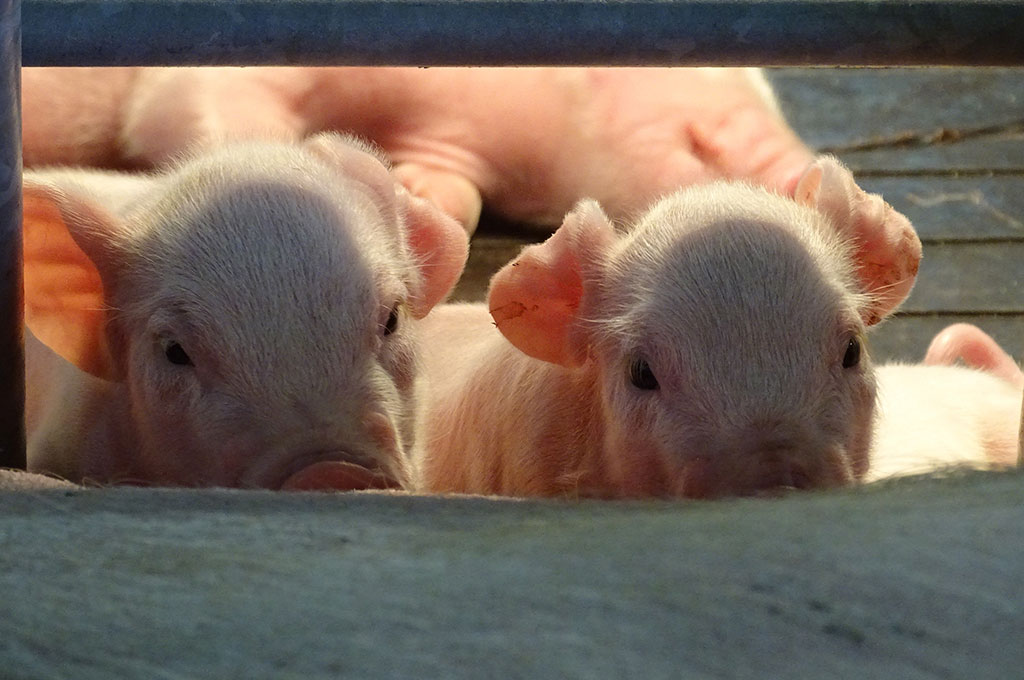 CHS Miracle of Birth Center piglets