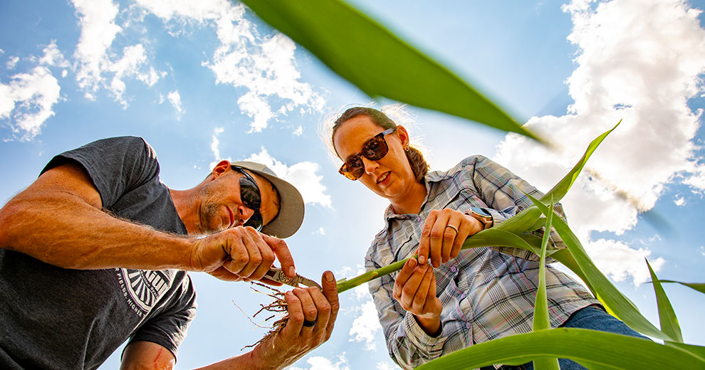 Two people in a field looking at crops.