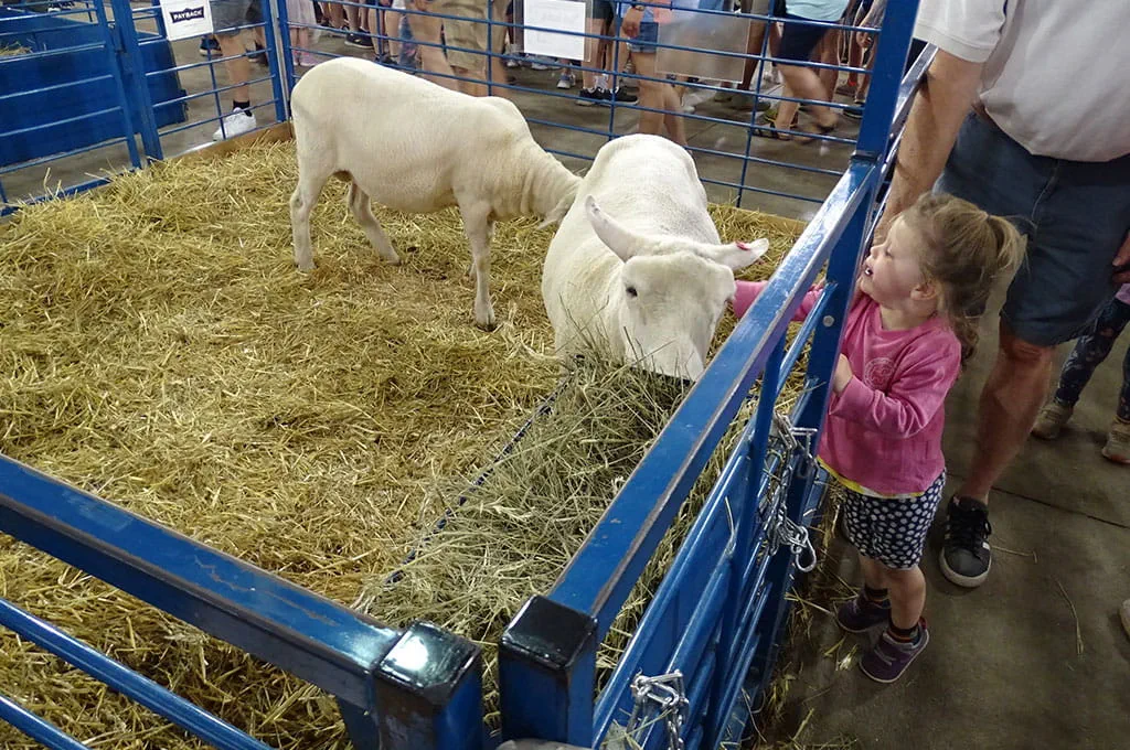 CHS Miracle of Birth Center sheep