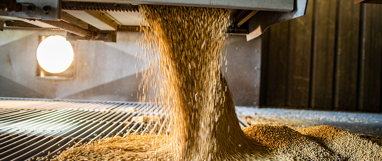 Soybeans being dumped.
