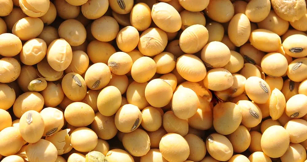soybeans up close
