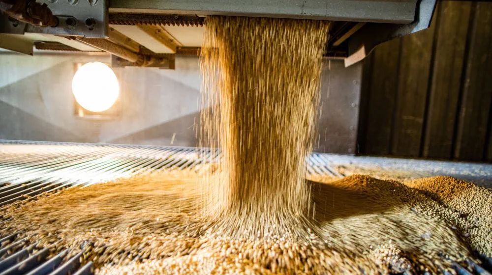 Soybeans being processed.
