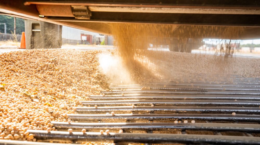 Soybeans being dumped. 