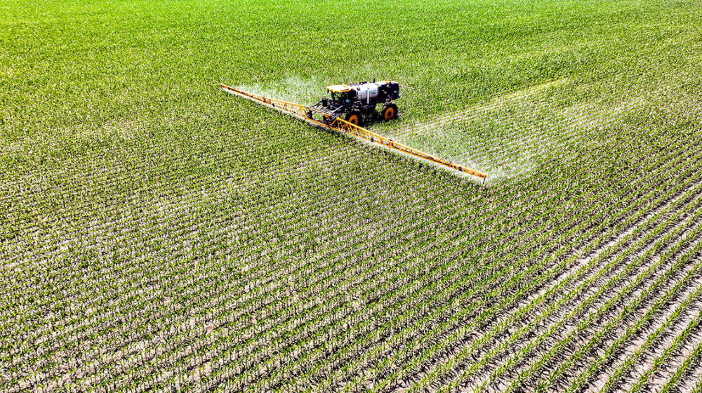 Self-propelled sprayer in corn field