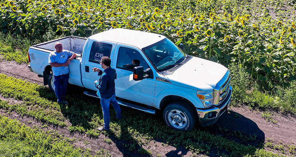 Two people leaning on a truck next to a sunflower field.