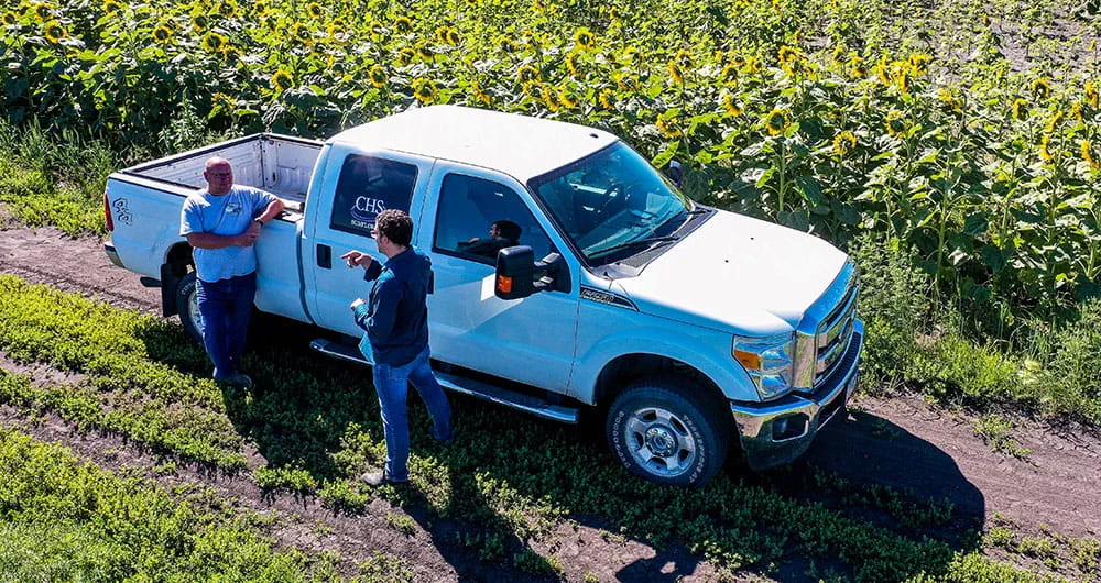 Two men talking by a truck in front of a sunflower field