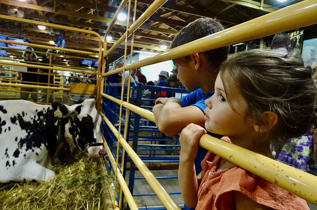 Girl watching cow at the CHS Miracle of Birth barn