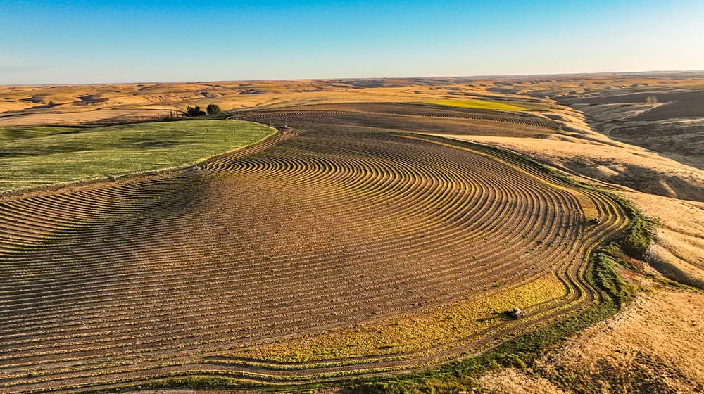 Tractor cutting windrows in cranberry field