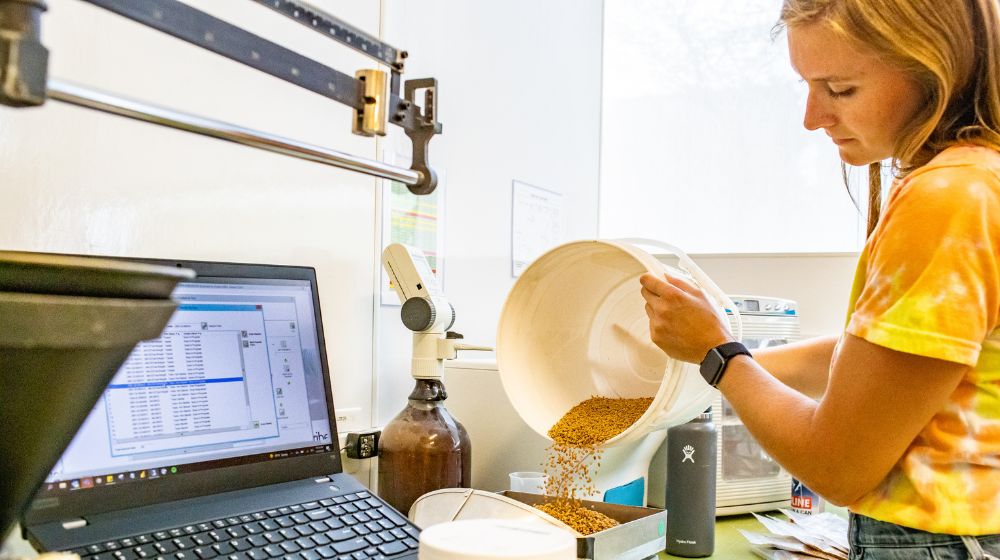 Woman in a lab pouring a bucket of sample grain to weigh it