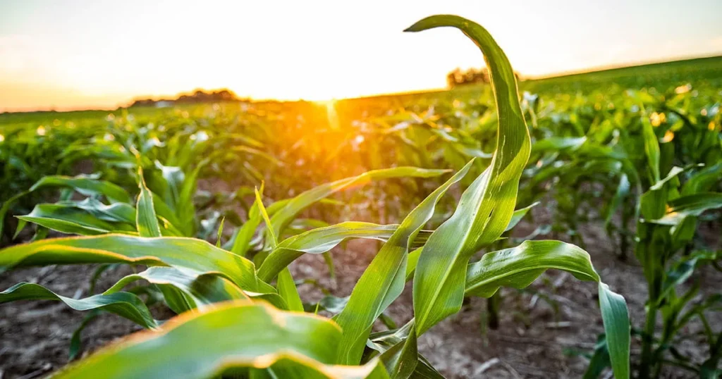 Young corn plants in a field.