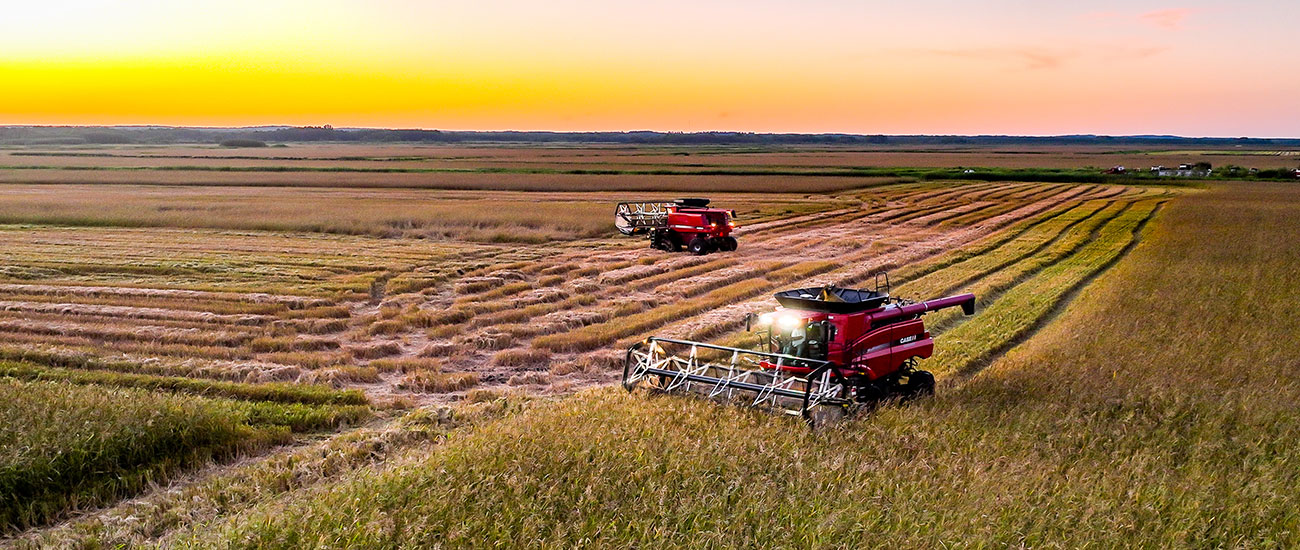 two combines harvesting wild rice at sunset
