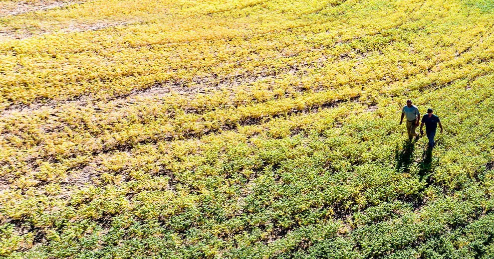 Two people walking through a field.