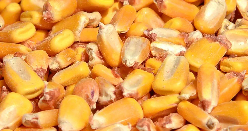 Corn kernals
