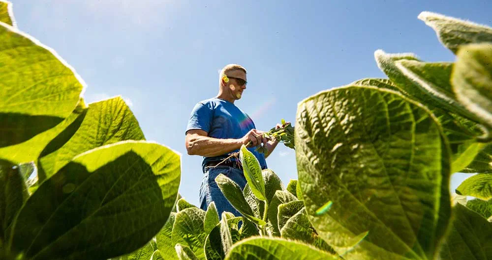 Farmer in a bean field