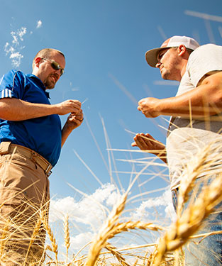 CHS director of operations with grower in a wheat field