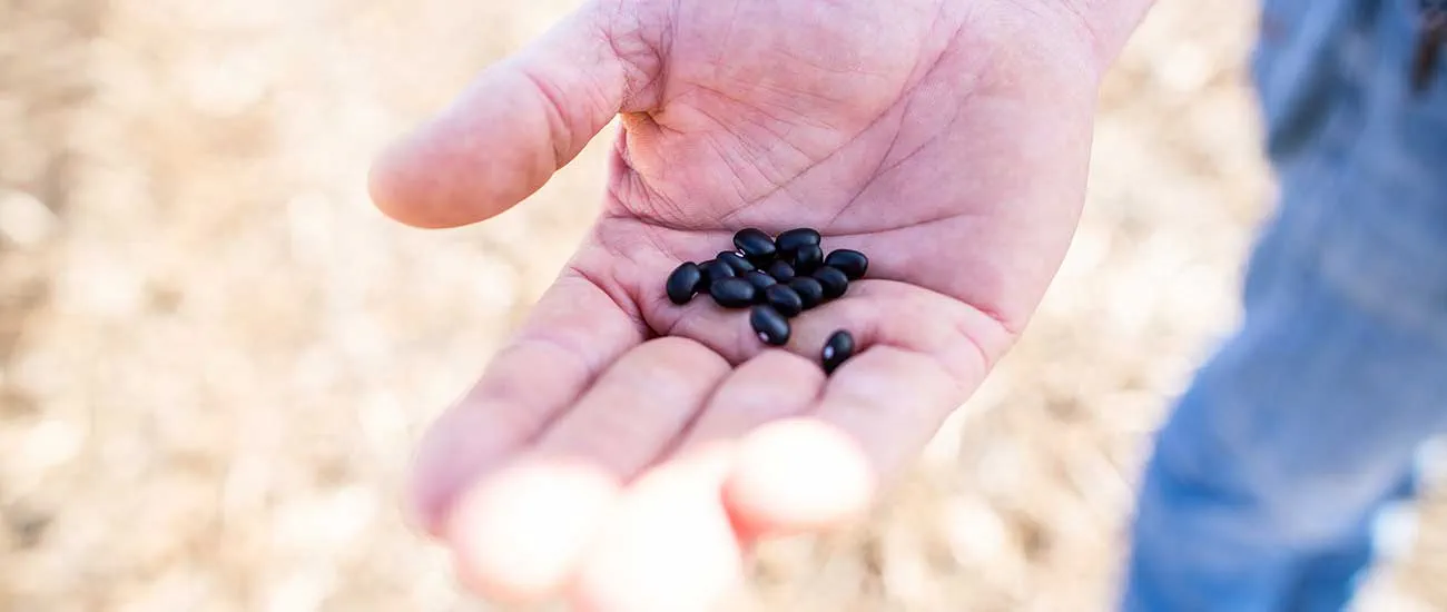 Hand holding black beans