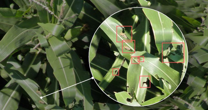 Insect damage