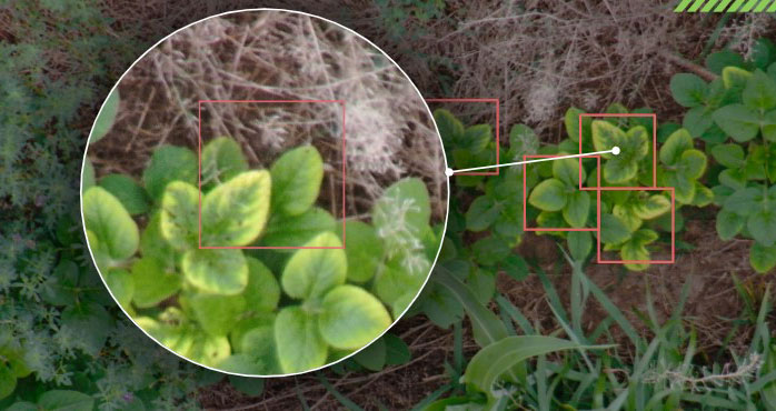 Nutrient deficiency