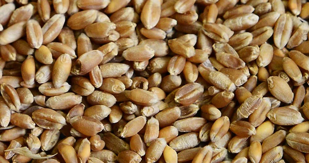 Wheat grains