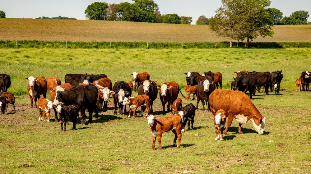 Cattle grazing in a pasture.