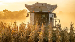 Combine harvesting corn at sunset