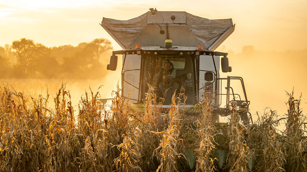 Combine harvesting corn at sunset